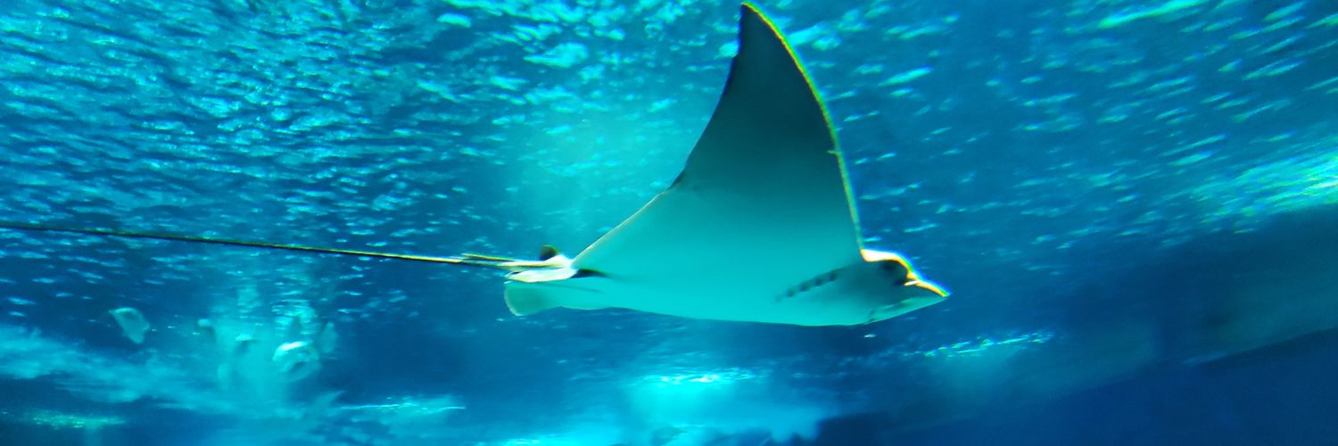 Artur Tavares banner