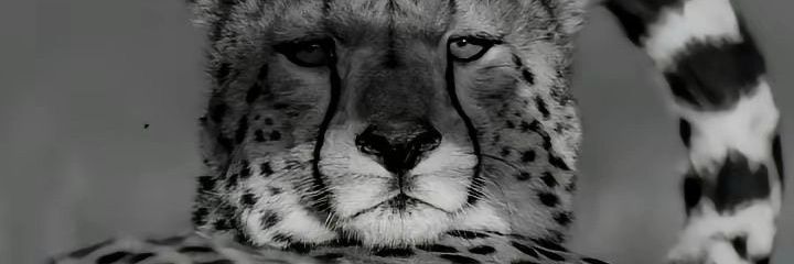 HamzaAlrawashda's profile banner image