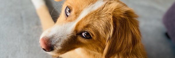 bellanoke's profile banner image