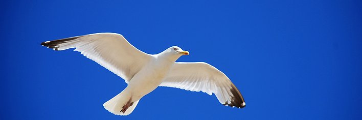 davidbenderman's profile banner image