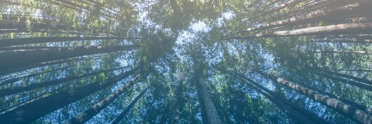 Business Wire CSR banner