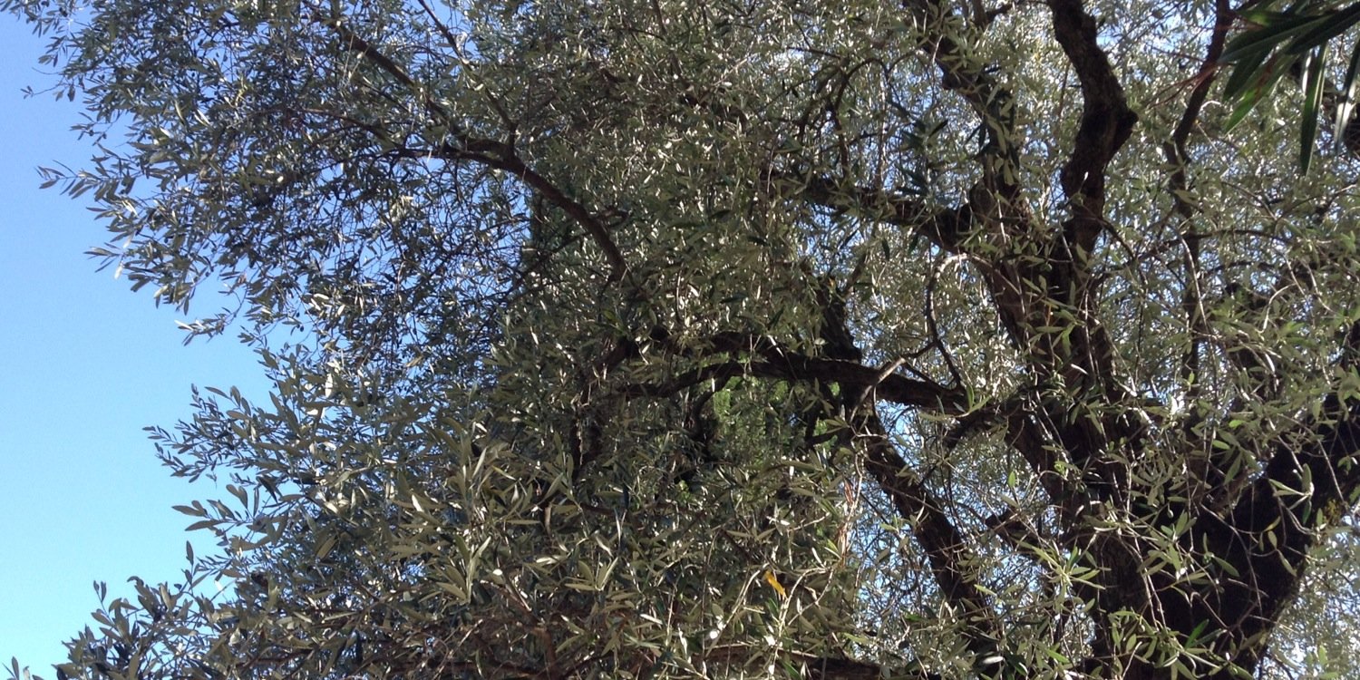 ccomcaro's profile banner image