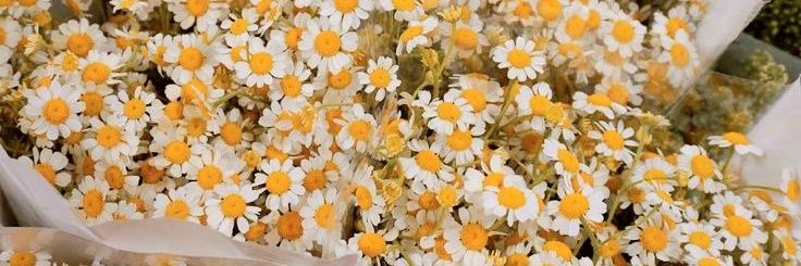 𝓕𝓵𝓸𝓻𝓮𝓷𝓬𝓲𝓪 🌼 banner