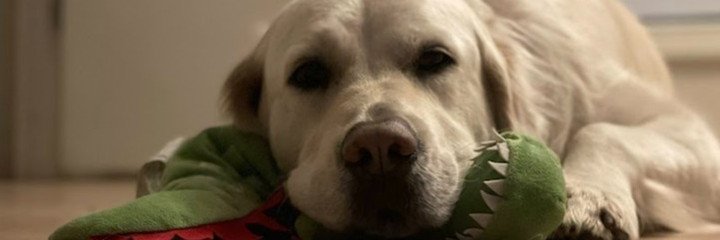 botnick's profile banner image