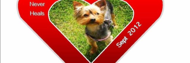 Missing Louie banner