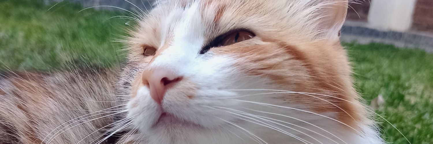 VaniiGatica's profile banner image