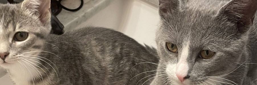 HannahNewms's profile banner image