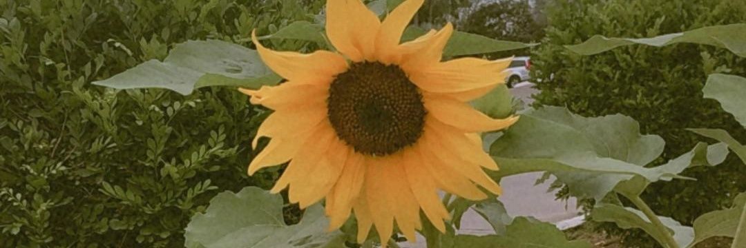 Sal1049's profile banner image