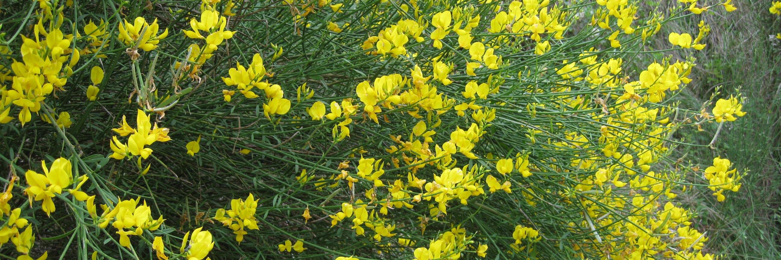 Montserrat Ferraro F banner