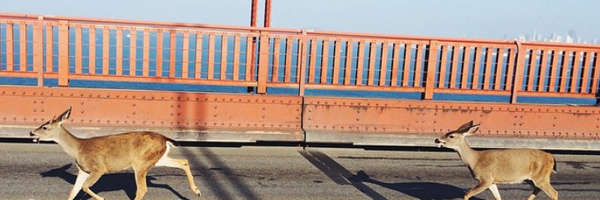 JDBazz's profile banner image