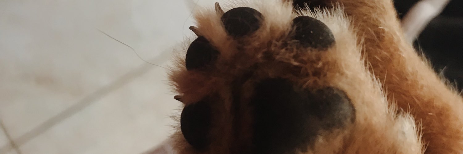 pauligentil's profile banner image