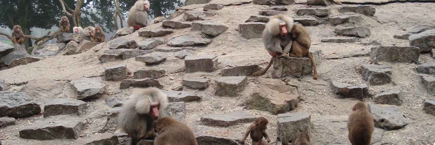 Rob Timmerman banner