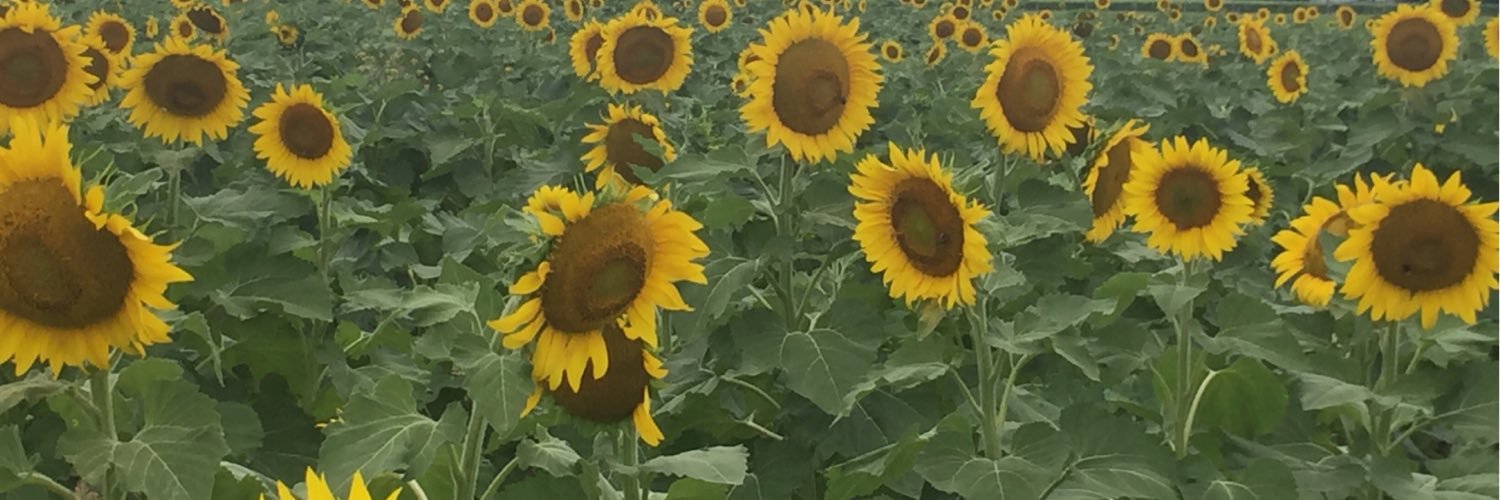 ElizabethDiRe's profile banner image