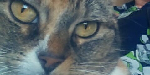 chantelmbrooks's profile banner image