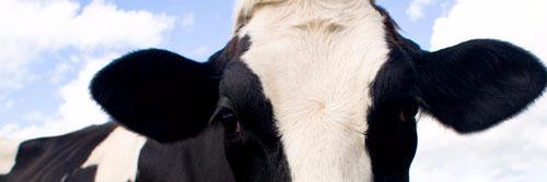 ilolay's profile banner image