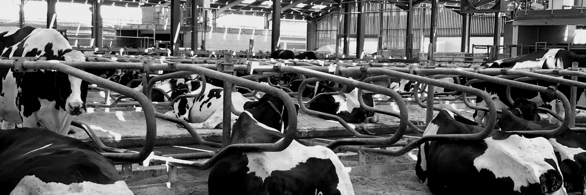 Alex D. Williams banner