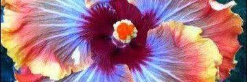 DeborahMassie's profile banner image
