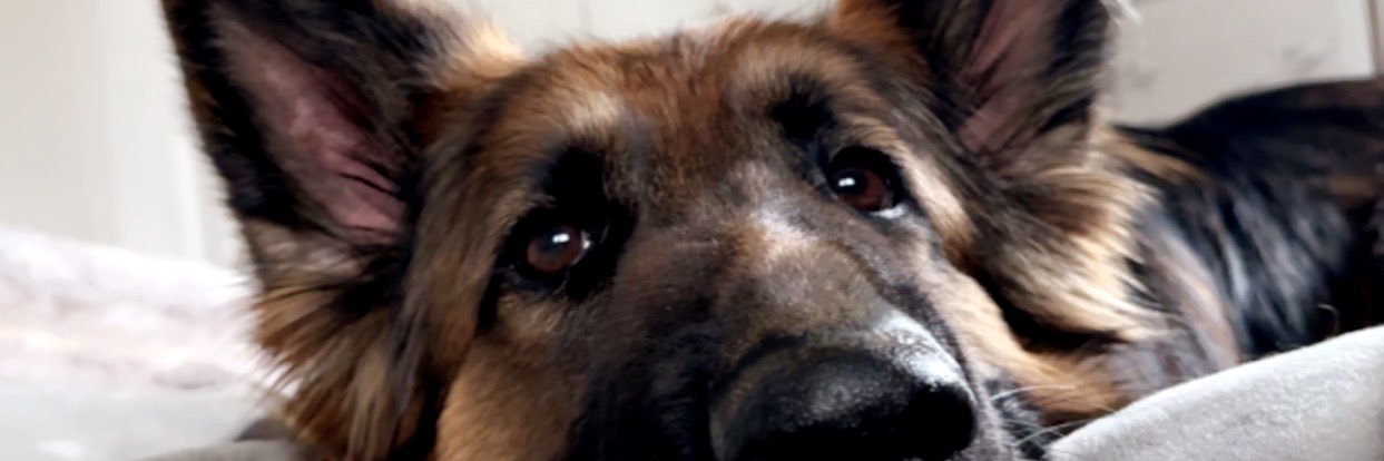 ibryceirwin's profile banner image