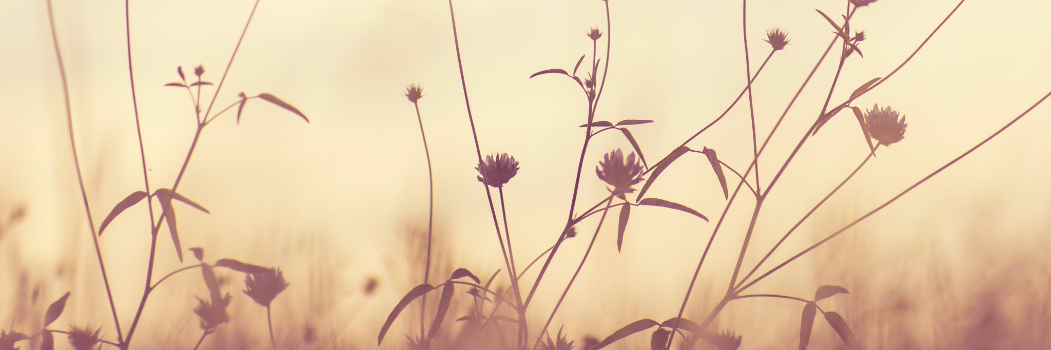 LifeWay Counselling banner