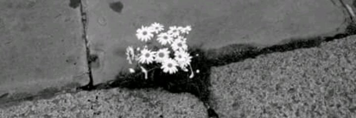 daisyaazevedo's profile banner image