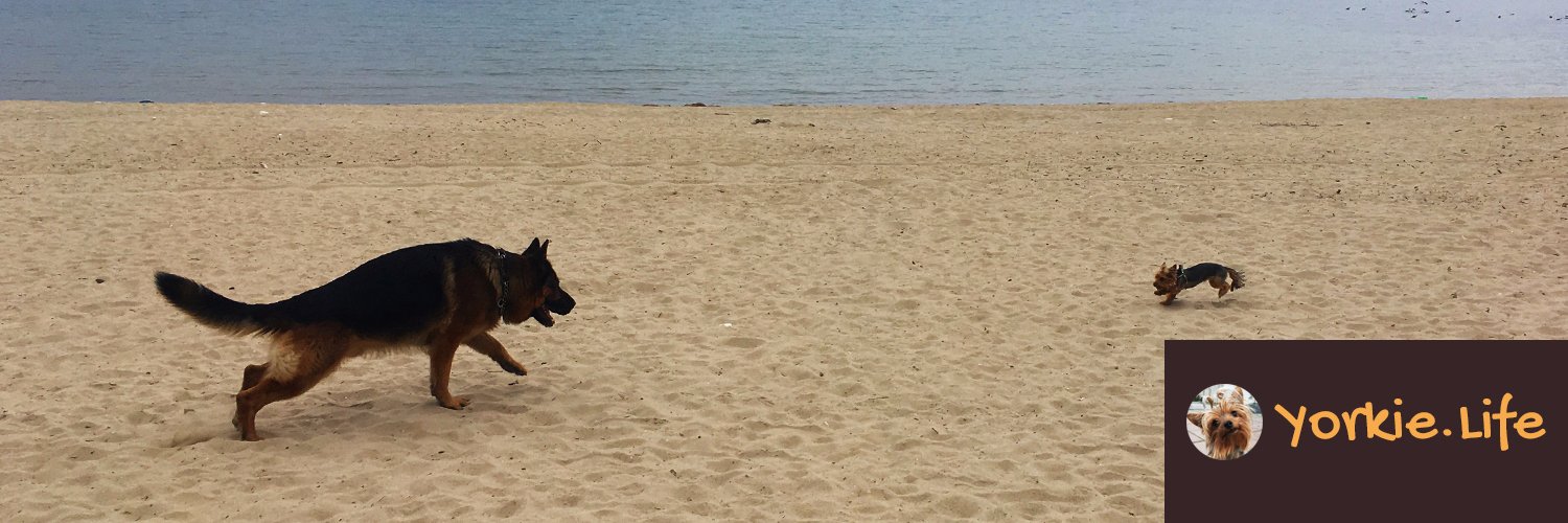 Yorkie Life banner