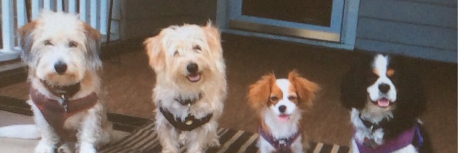 Dog4Rescue's profile banner image