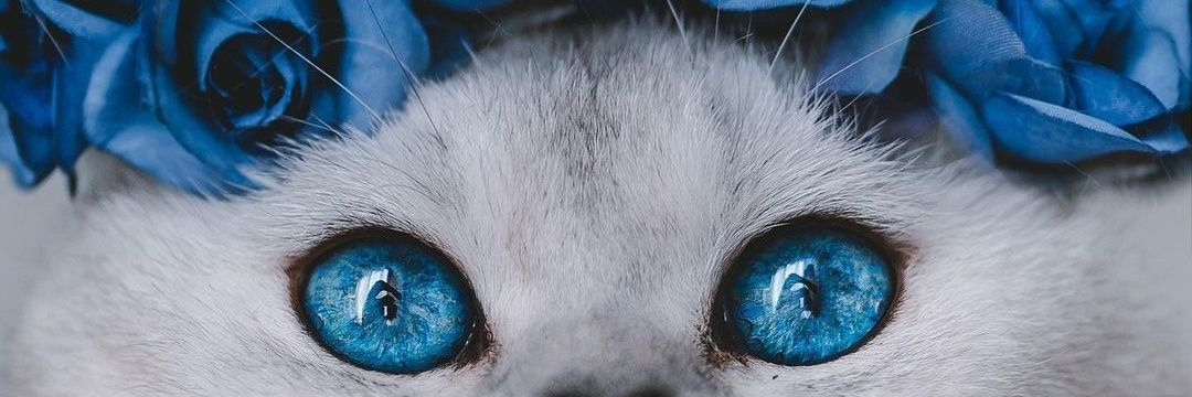 nandaline22's profile banner image
