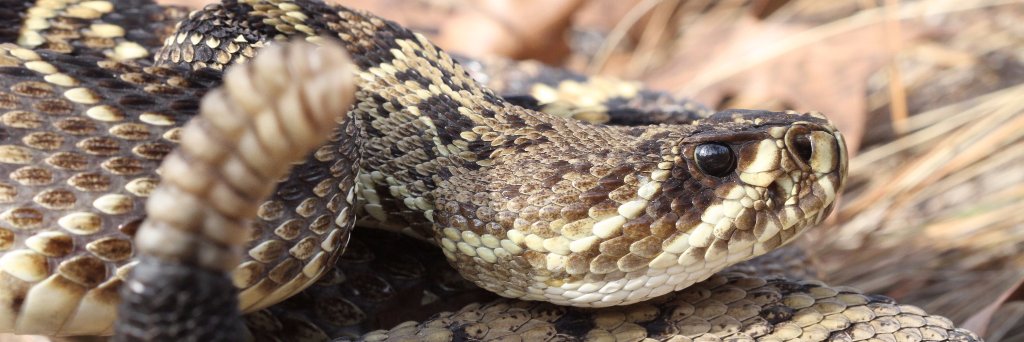 Houston Chandler banner