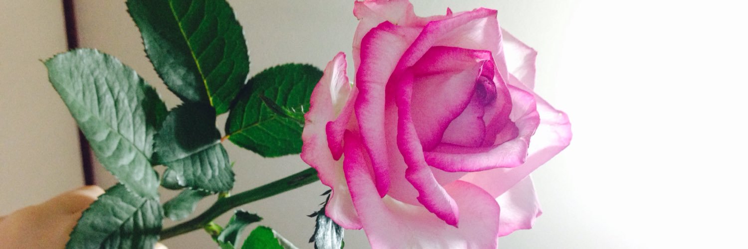 y_pmt's profile banner image