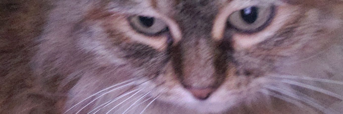 BlueArisen's profile banner image