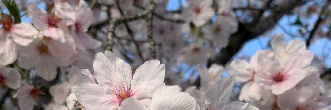NafiahUmi's profile banner image
