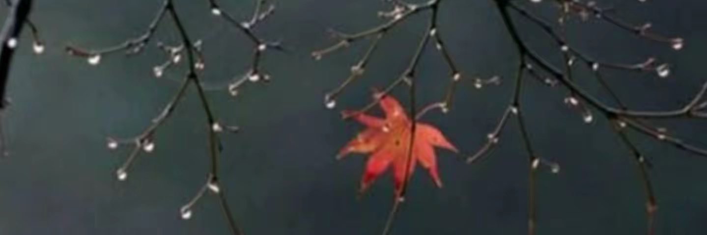 ronihs2_roni's profile banner image