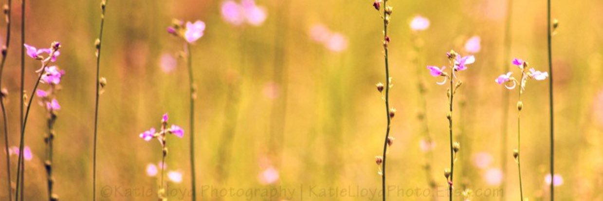 rlemaster2012's profile banner image