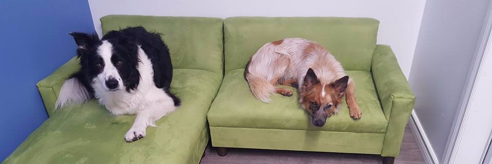 PetPawsitive's profile banner image
