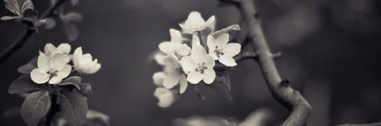 wtfelsa's profile banner image