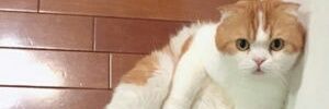 _osakana_'s profile banner image