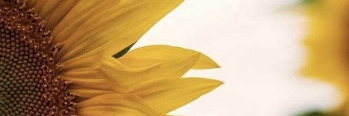 sthowie_N's profile banner image