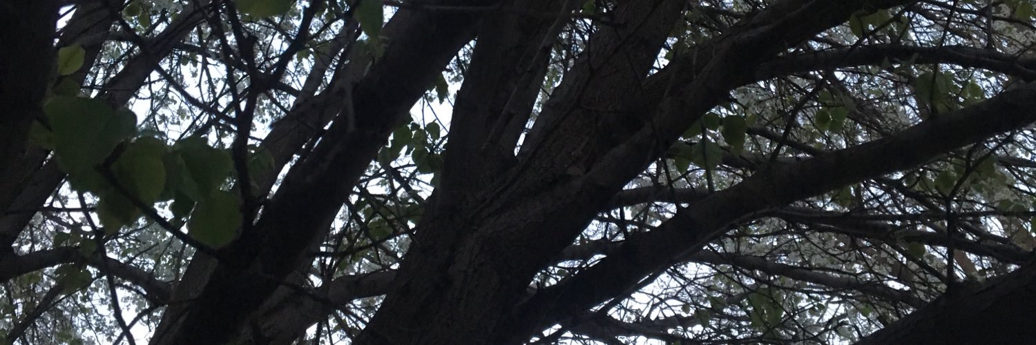 junebug_forever's profile banner image