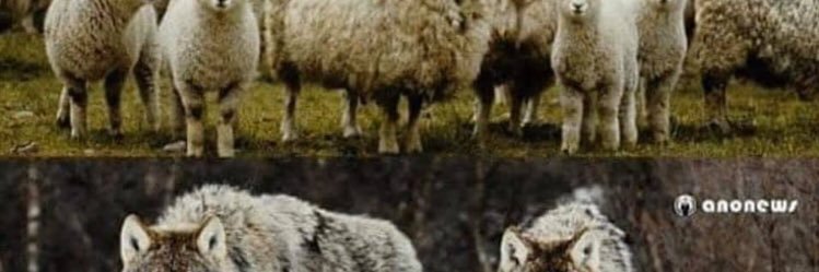 sheppie2020aaa's profile banner image