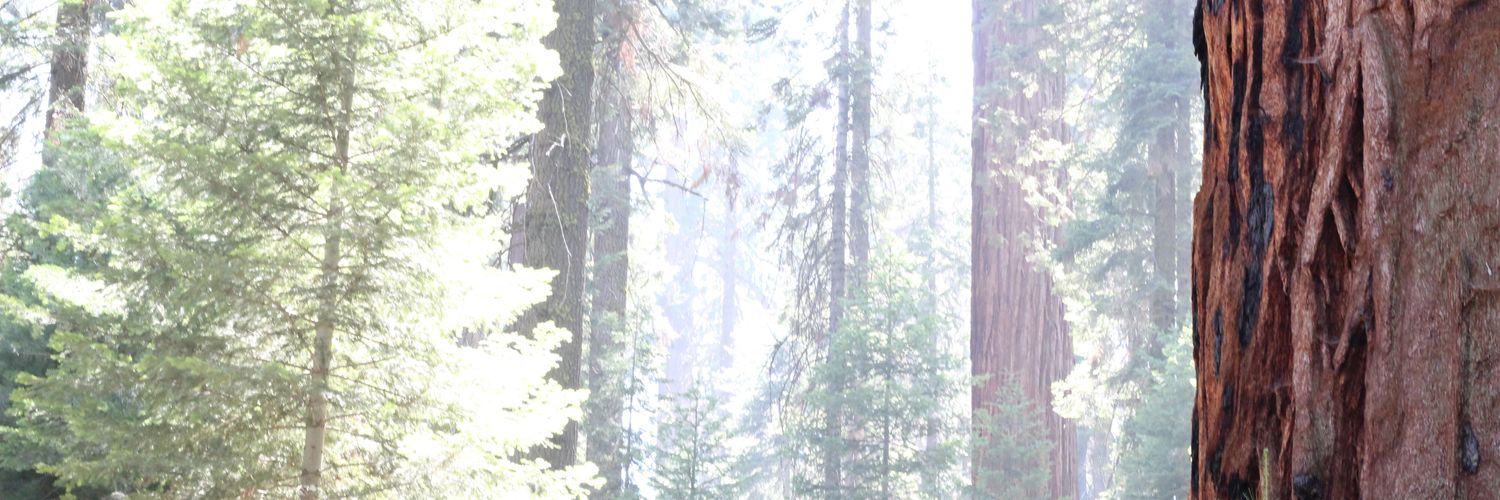 BobtheTree banner