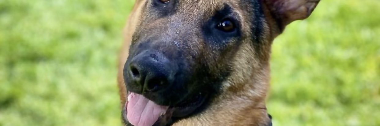LogicalWolf7's profile banner image