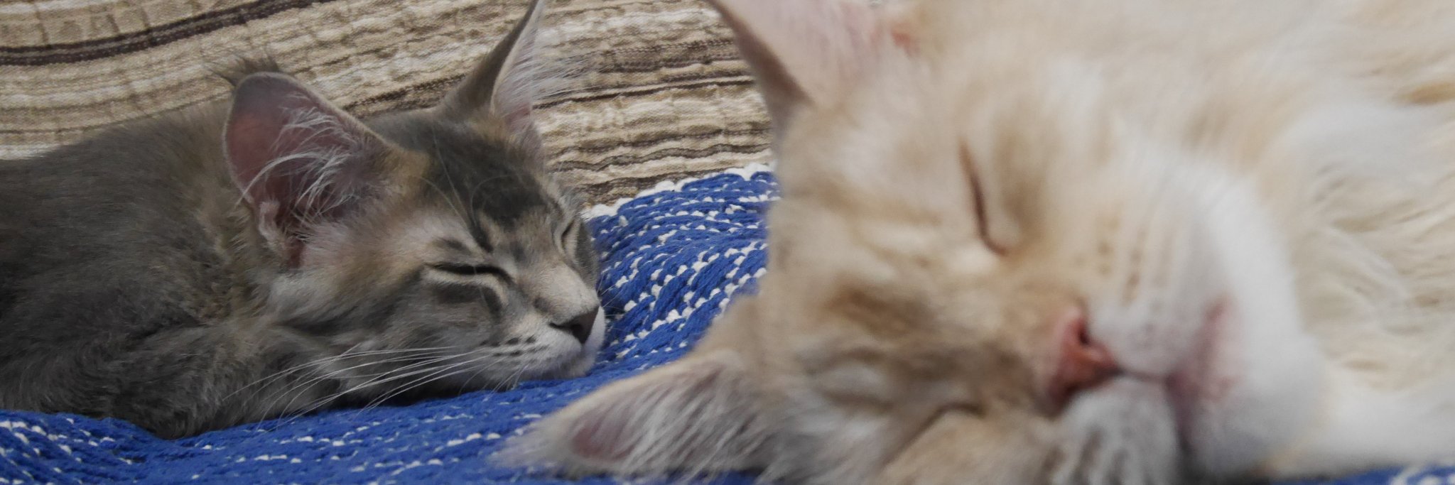 mainecoon_sofia's profile banner image