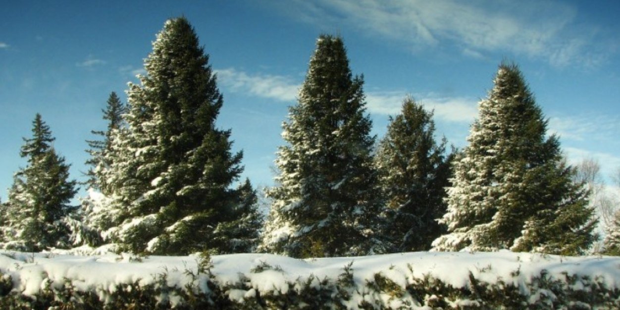 XmasTreeDepot's profile banner image