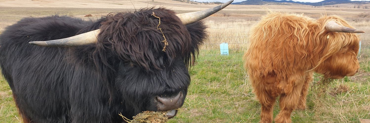 Mitchell Lyons banner