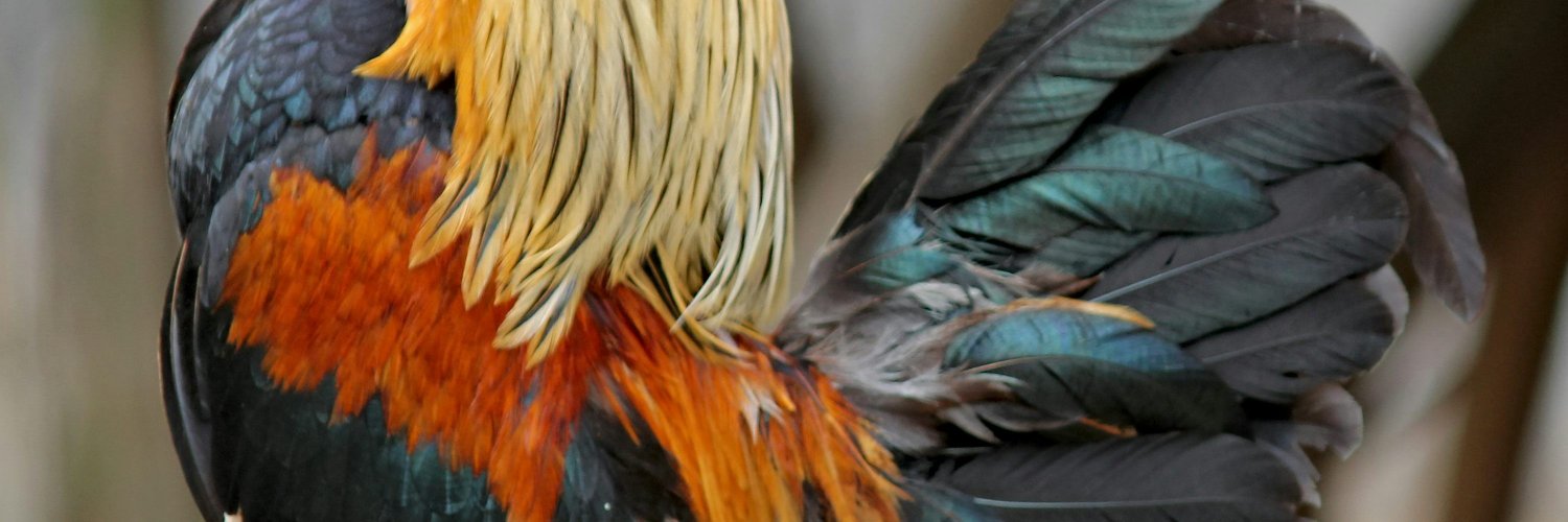 iamjagooo's profile banner image