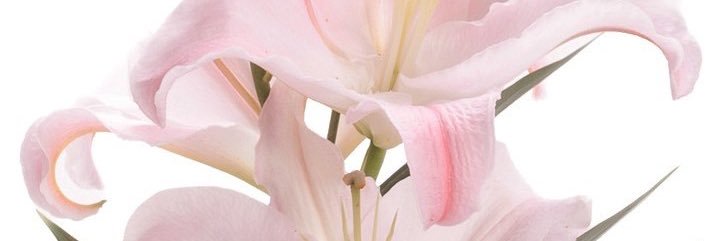 🫐 banner