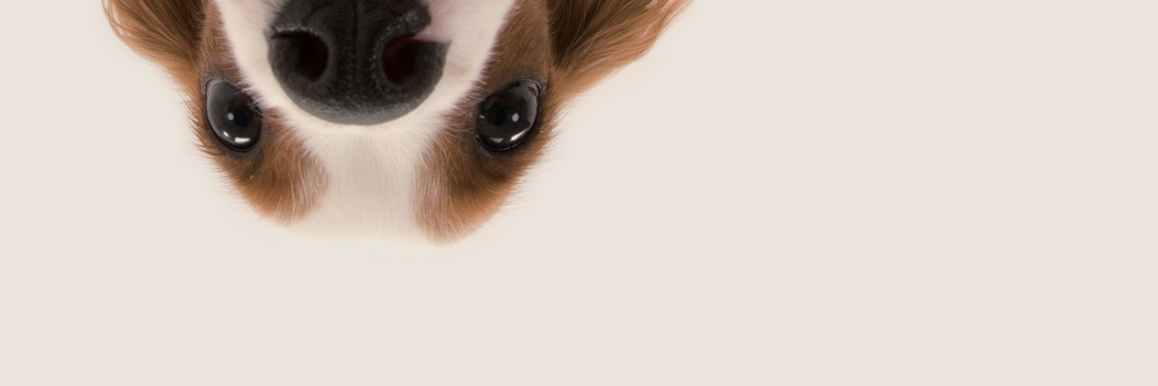 marysollpavia's profile banner image