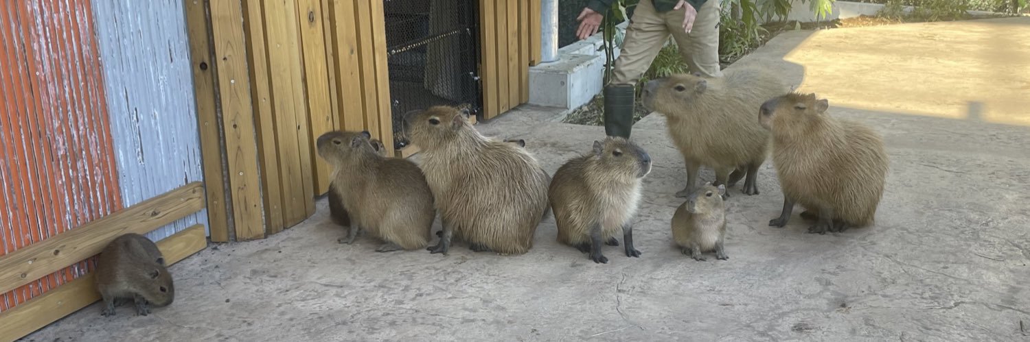 momoCapy／ ｀ ｴ）🤎 banner