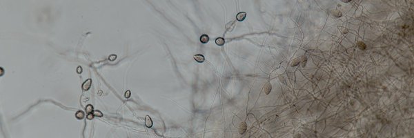 mycobose Profile Banner
