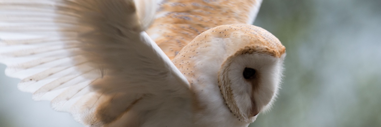 Lesley Malpas banner